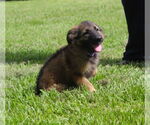 Small #1 German Shepherd Dog