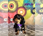 Small Photo #20 Dachshund Puppy For Sale in THORNTON, CO, USA