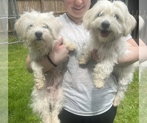 Maltese Dogs for adoption in Spring Lake, NJ, USA