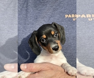 Dachshund Puppy for sale in TULSA, OK, USA