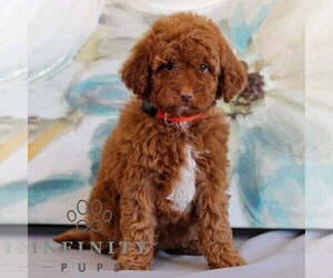Irish Doodle-Poodle (Miniature) Mix Puppy for sale in NEWMANSTOWN, PA, USA