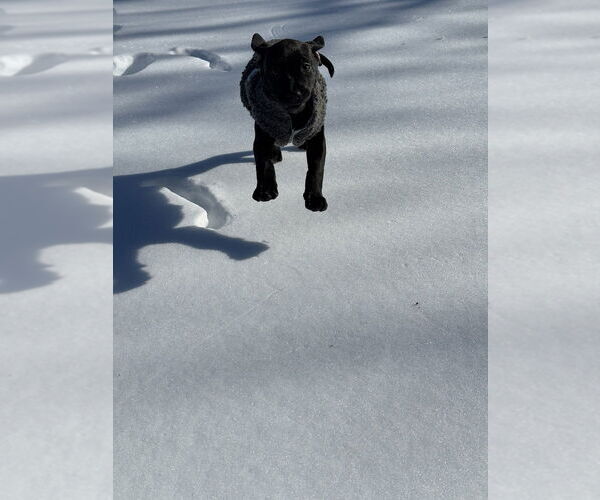 Medium Photo #10 Golden Retriever-Unknown Mix Puppy For Sale in Wenonah, NJ, USA