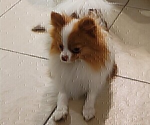 Mother of the Pomeranian puppies born on 06/17/2026