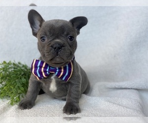 French Bulldog Puppy for Sale in EAST EARL, Pennsylvania USA