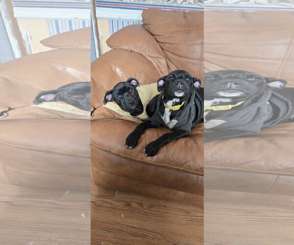 Medium Photo #5 Mutt Puppy For Sale in NYC, NY, USA