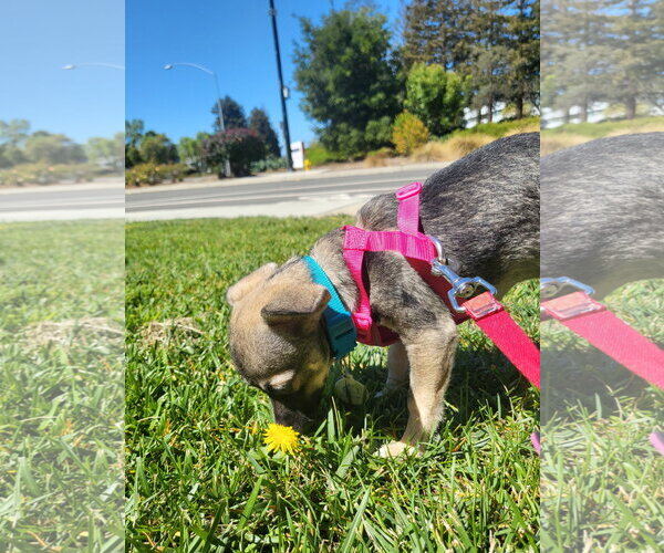 Medium Photo #4 Chihuahua-Unknown Mix Puppy For Sale in San Jose, CA, USA