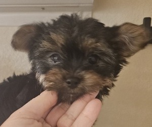 Yorkshire Terrier Puppy for sale in SALEM, OR, USA