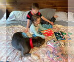 Small #25 American Pit Bull Terrier Mix