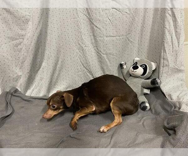 Medium Photo #1 Chihuahua Puppy For Sale in Modesto, CA, USA