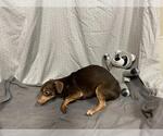 Small Chihuahua