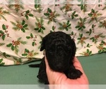 Small Photo #5 Poodle (Miniature) Puppy For Sale in AVA, MO, USA