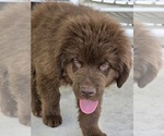 Small #3 Newfoundland