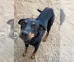 Small German Shepherd Dog Mix