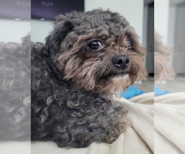 Medium Photo #4 Shih Tzu-Unknown Mix Puppy For Sale in Corona, CA, USA