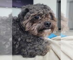 Small #3 Shih Tzu Mix