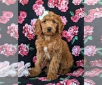 Small Photo #1 Goldendoodle (Miniature) Puppy For Sale in QUARRYVILLE, PA, USA