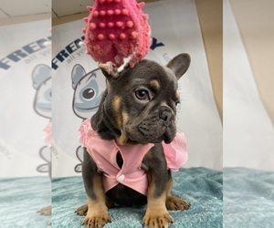 French Bulldog Puppy for sale in BROOKLYN, NY, USA