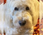 Small Photo #1 Goldendoodle Puppy For Sale in SAINT CLOUD, MN, USA