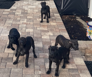 American Bandogge Puppy for sale in ORLANDO, FL, USA