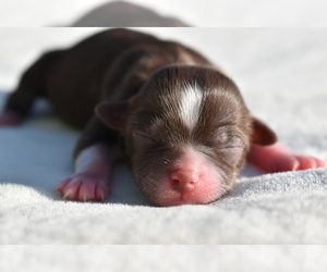 Auss-Tzu Puppy for sale in PALM COAST, FL, USA