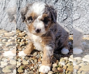 Bernedoodle (Miniature) Puppy for sale in ORRVILLE, OH, USA