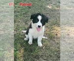 Puppy Patriot Border Collie