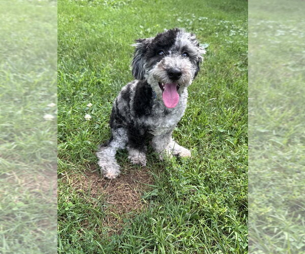 Medium Photo #1 Poochon Puppy For Sale in Springdale, PA, USA