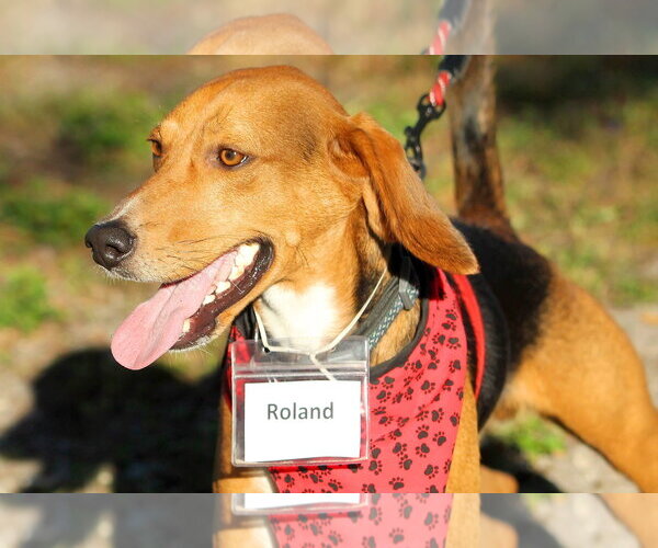 Medium Photo #9 Beagle Puppy For Sale in Tampa, FL, USA