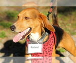 Small #8 Beagle
