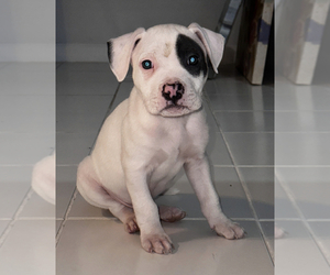American Bulldog Puppy for sale in ARVERNE, NY, USA