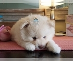 Small Photo #44 Pomeranian-Pomsky Mix Puppy For Sale in RAMSEY, MN, USA