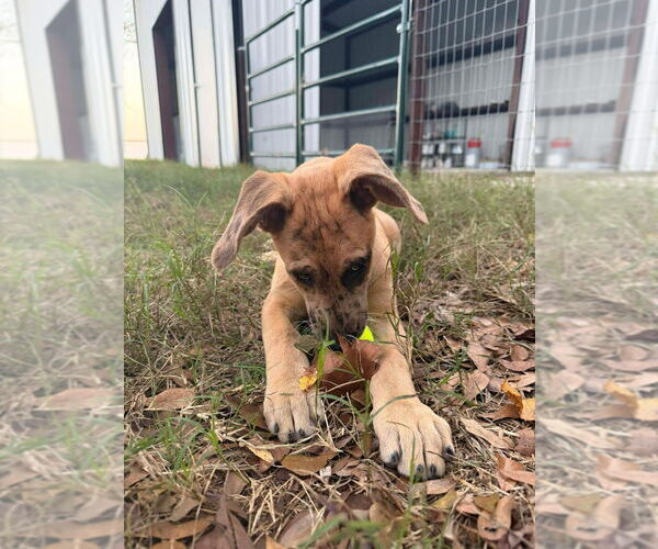 Medium Photo #2 Great Dane-Unknown Mix Puppy For Sale in Bullard, TX, USA