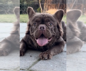 French Bulldog Puppy for sale in BELLEVILLE, IL, USA