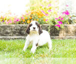 Small Photo #10 Springerdoodle Puppy For Sale in NAPPANEE, IN, USA