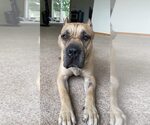 Small #1 Mutt