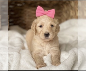 Goldendoodle-Poodle (Standard) Mix Puppy for sale in N HIGHLANDS, CA, USA