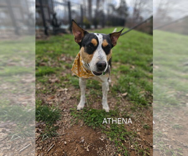 Medium Photo #4 Mutt Puppy For Sale in Garden City, NY, USA