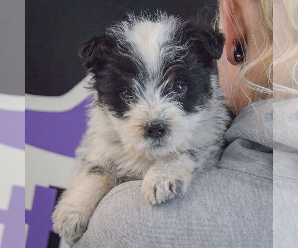 Medium Photo #4 Mutt Puppy For Sale in Huntley, IL, USA