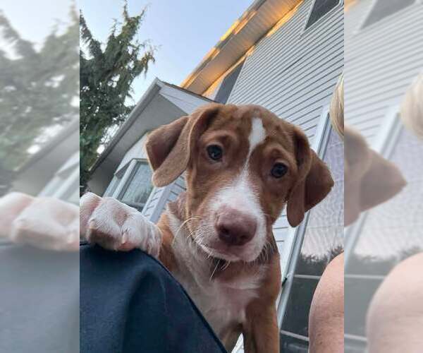 Medium Photo #4 Labrador Retriever-Unknown Mix Puppy For Sale in Mechanicsburg, PA, USA