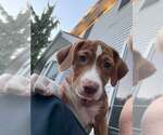 Small #3 Labrador Retriever Mix