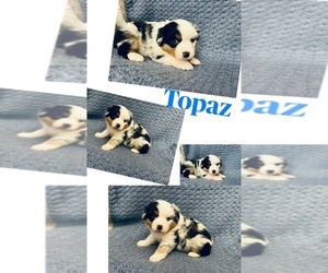 Miniature American Shepherd Puppy for sale in CENTRALIA, WA, USA
