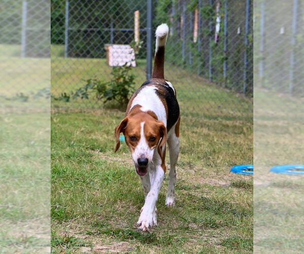 Medium Photo #4 Mutt Puppy For Sale in Glen Allen, VA, USA