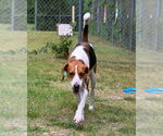 Small #3 Mutt