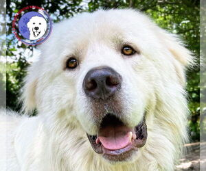 Great Pyrenees Dogs for adoption in Spring, TX, USA