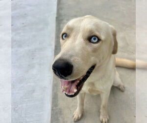 Mutt Dogs for adoption in Fort Myers, FL, USA