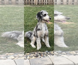 Mother of the Miniature Bernedoodle puppies born on 07/26/2025