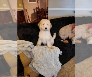 Goldendoodle (Miniature) Puppy for sale in GREELEY, CO, USA