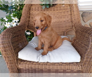 Medium Goldendoodle