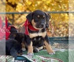 Small #3 Australian Cattle Dog-Black Mouth Cur Mix