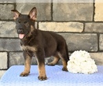 Small #4 German Shepherd Dog